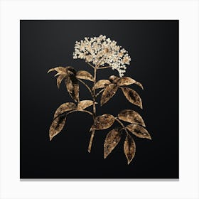 Gold Botanical Elderberry Flowering Plant on Wrought Iron Black n.3067 Canvas Print