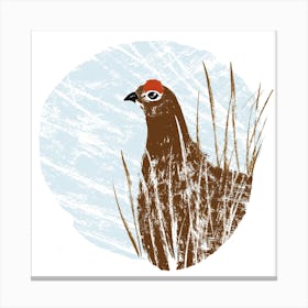 Red Grouse Canvas Print