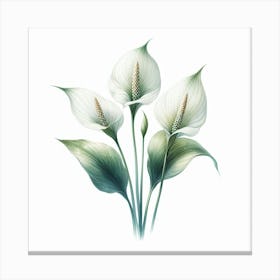 Flowers of Spathiphyllum 1 Canvas Print