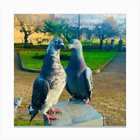 Pigeon In Love Canvas Print