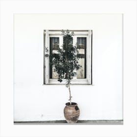 Olive Tree In Front Of Window Canvas Print