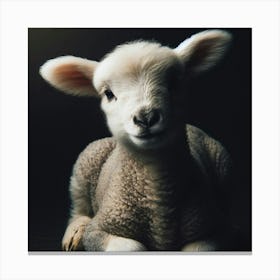 Baby Lamb Canvas Print