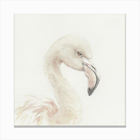 Flamingo 6 Canvas Print