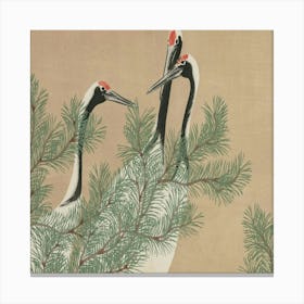 Cranes In A Pine Tree Canvas Print