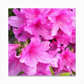 Pink Azaleas 30 Canvas Print