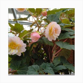 Begonias 19 Canvas Print