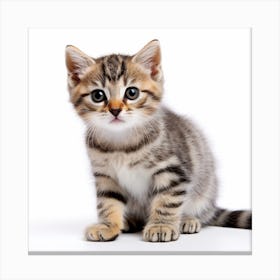 Kitten On White Background Canvas Print