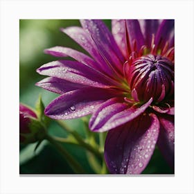 Dahlia Canvas Print