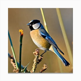 Tit on branch 20 Canvas Print