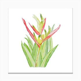 Vibrant pink and green Heliconia Tropical Flower and leaves in Watercolor faded Canvas Print