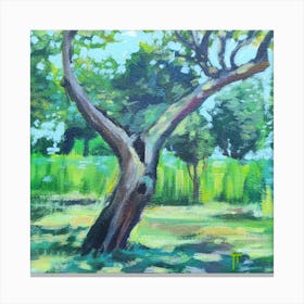 Tree In The Park Canvas Print