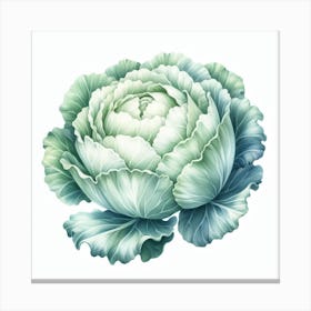 White cabbage Canvas Print