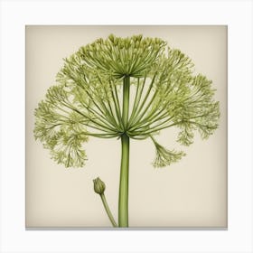 Fennel flower plants painting art print 1 Canvas Print