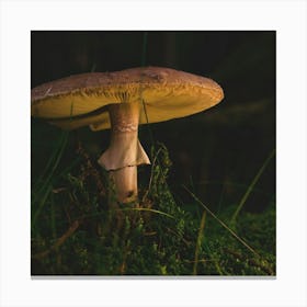 Mushroom Amanita Fungus Grass Wallpaper 1024x1024 Canvas Print