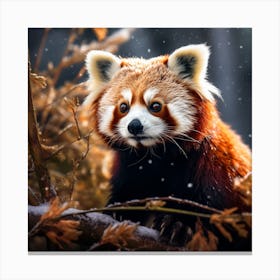 Red Panda 1 Canvas Print