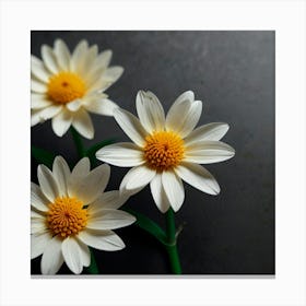 White Daisies On A Black Background Canvas Print