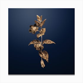 Gold Botanical Greater Periwinkle Flower on Midnight Navy n.2993 Canvas Print