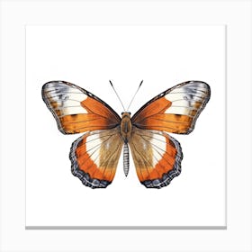 Butterfly 34 Canvas Print