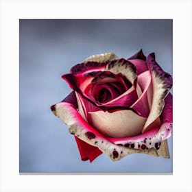 Pink Rose Canvas Print