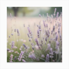 Lavender Field Canvas Print