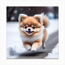 Pomeranian Puppy Canvas Print