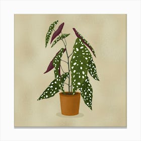 Begonia Maculata Canvas Print