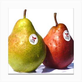 Two Pears Canvas Print