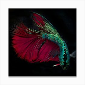 Siamese Betta Fish 1 Fine Art Print Canvas Print