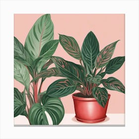 Pink And Red Plant Illustration Chinese Evergreen Art print 2 Canvas Print