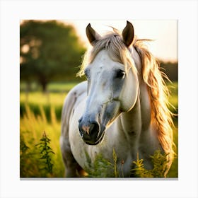 Grass Mane Head Graze Equestrian Pasture Elegant Sun Beauty Horse Standing Rural Green (8) Canvas Print