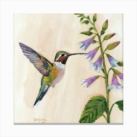 Hummingbird On Flower Canvas Print