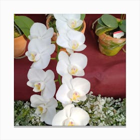 White Orchids 4 Canvas Print