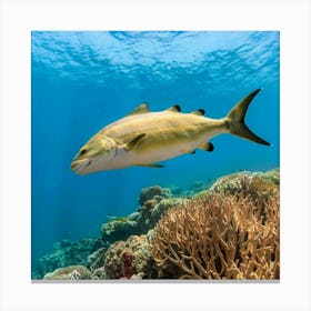 Fish Swimming Over Coral Reef Canvas Print