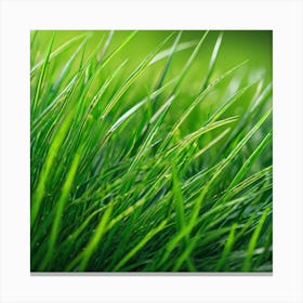 Green Grass 33 Canvas Print