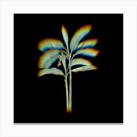 Prism Shift Banana Tree Botanical Illustration on Black n.0289 Canvas Print