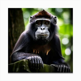 Black Endangered Nature Lowland Malaysia Mammal Buddhism Travel Beautiful Zoo Building Te (3) Canvas Print