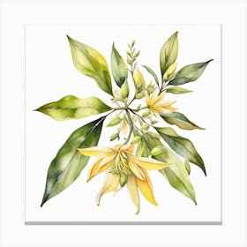 Sprig of ylang-ylang 4 Canvas Print