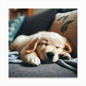 Golden Retriever Puppy Sleeping On Couch Canvas Print