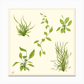 Aquatic Plants Collection Canvas Print