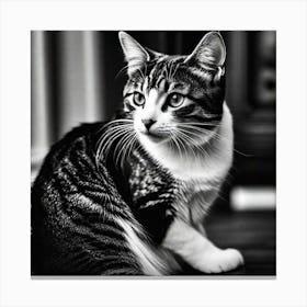 Black And White Cat 37 Canvas Print