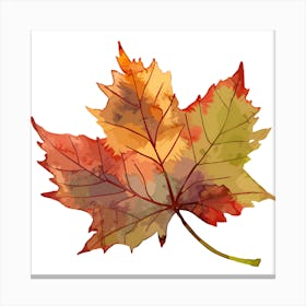 Maple Leaf 3 Canvas Print