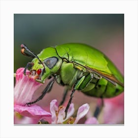 Beetle On Pink Flower 1 Canvas Print