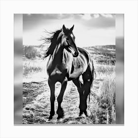 Black And White Horse Canvas Print