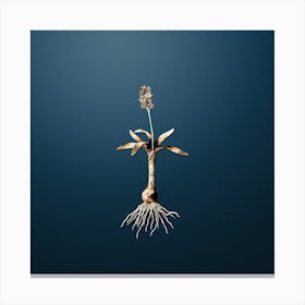 Gold Botanical Scilla Lingulata on Dusk Blue n.4048 Canvas Print