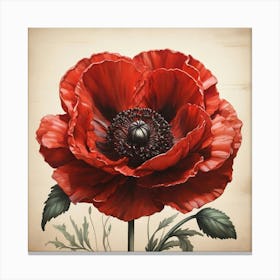 Aesthetic style, Large red poppy flower Canvas Print