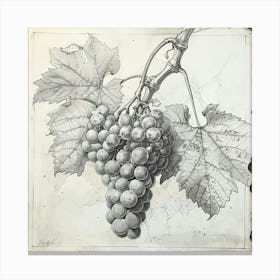 Grapes On The Vine 1 Canvas Print