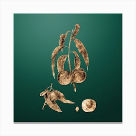 Gold Botanical Walnut Peach on Dark Spring Green n.0095 Canvas Print