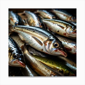 Sardines Canvas Print