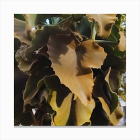 Eucalyptus Canvas Print