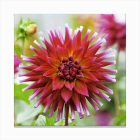 Dahlia Canvas Print